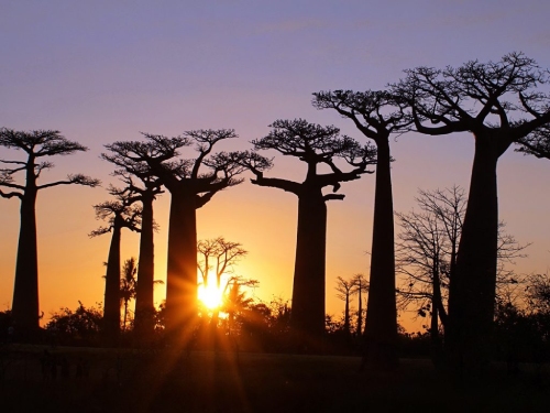 Sept 2018 - Avenue of the Baobabs